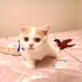 ミヌエット(短足)