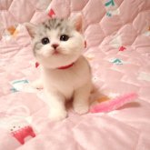 ミヌエット(長足)