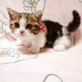 マンチカン(短足)