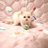 ミヌエット(長足)