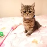 ミヌエット(長足)