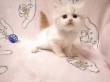 ミヌエット(長足)【広島県・男の子・2025年3月21日・クリーム&ホワイト】の写真3