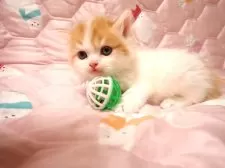 ミヌエット(長足)【広島県・男の子・2025年10月15日・レッド&ホワイト】の写真3