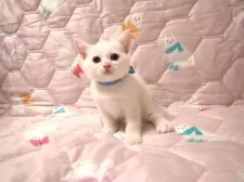 マンチカン(長足)【広島県・男の子・2025年11月1日・ホワイト】の写真3