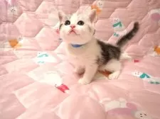 マンチカン(長足)【広島県・男の子・2025年11月1日・シルバータビー&ホワイト】の写真3