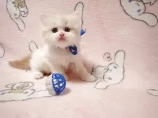 ミヌエット(長足)【広島県・男の子・2025年3月21日・クリーム&ホワイト】の写真4