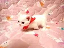 マンチカン(短足)【広島県・女の子・2025年11月1日・ホワイト】の写真4