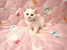 マンチカン(長足)【広島県・男の子・2025年11月1日・ホワイト】の写真4