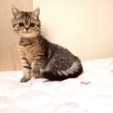 ミヌエット(長足)【広島県・男の子・2025年8月25日・ブラウンタビー】の写真5