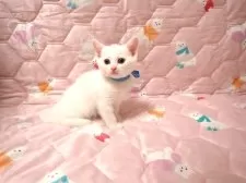 マンチカン(長足)【広島県・男の子・2025年11月1日・ホワイト】の写真5