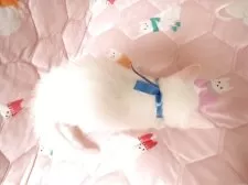 マンチカン(長足)【広島県・男の子・2025年11月1日・ホワイト】の写真6