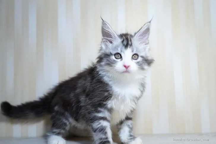 ID：2009-01206の子猫