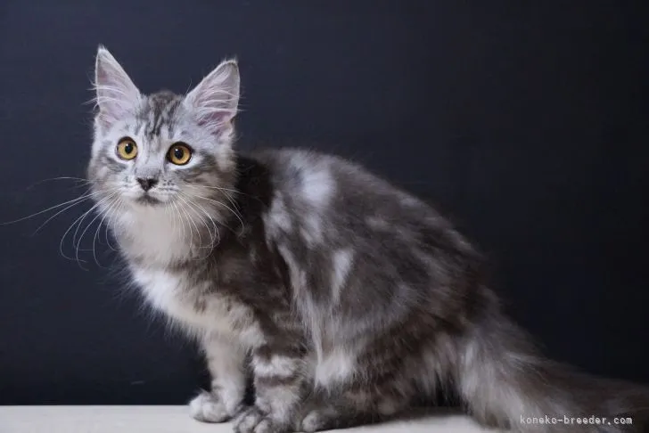 ID：2107-00569の子猫