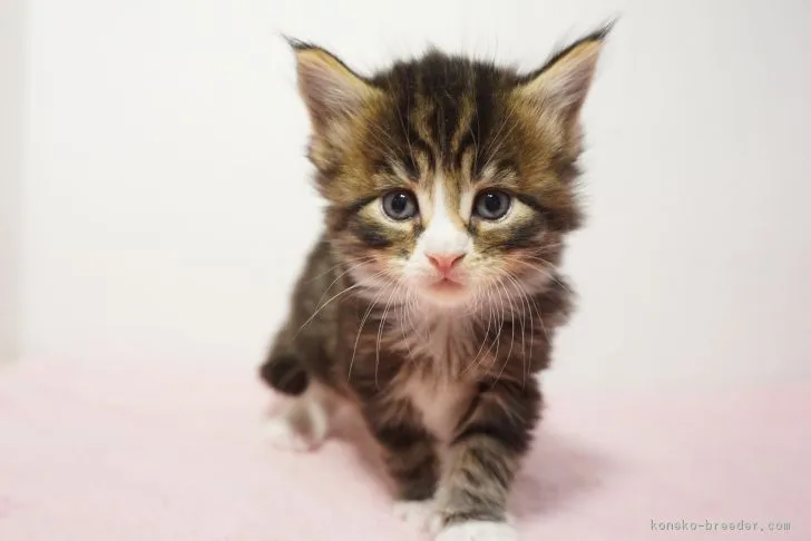 ID:1712-00218の子猫