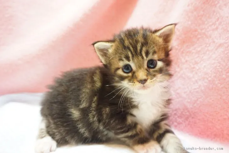 ID：1709-01206の子猫