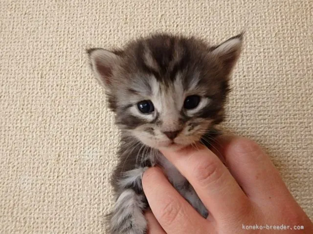 ねむりん 様のお迎えした子猫