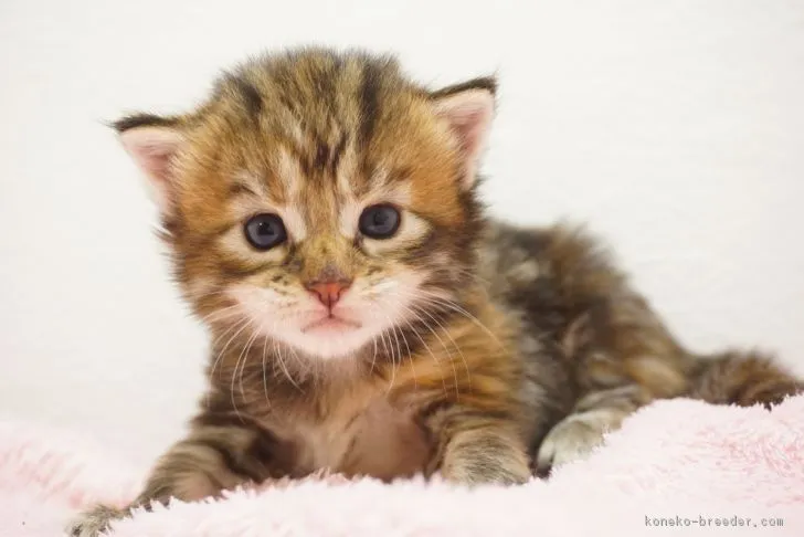ID：1807-00281の子猫
