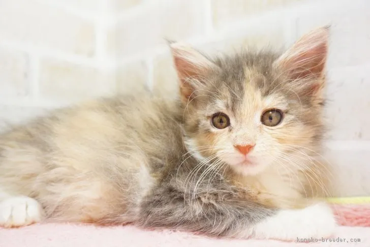ID：1810-01116の子猫