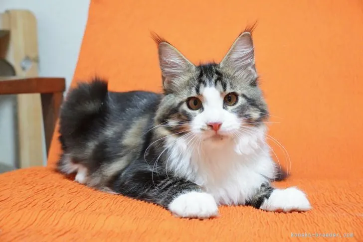 ID：2110-01236の子猫