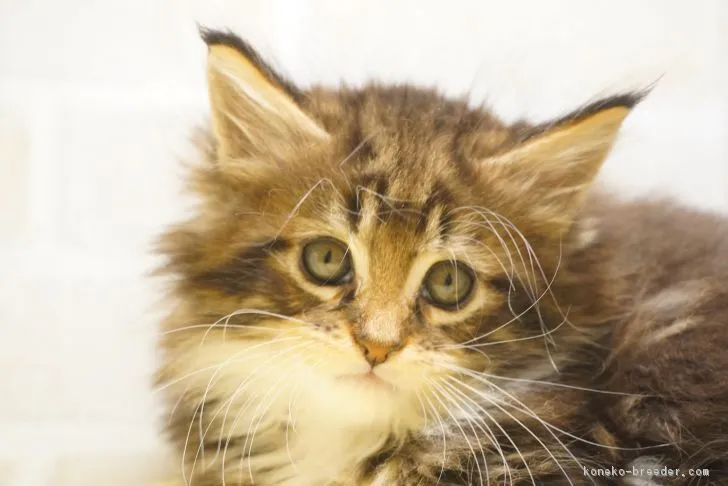 ID：1902-00407の子猫