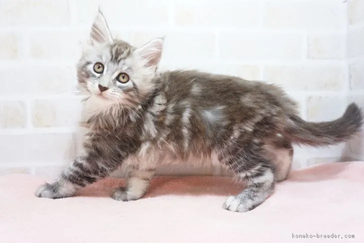 ID:1808-01486の子猫