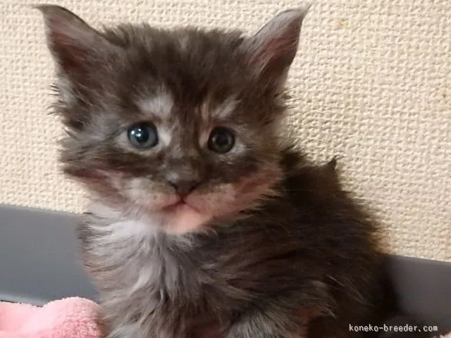 ID：1510-00068の子猫