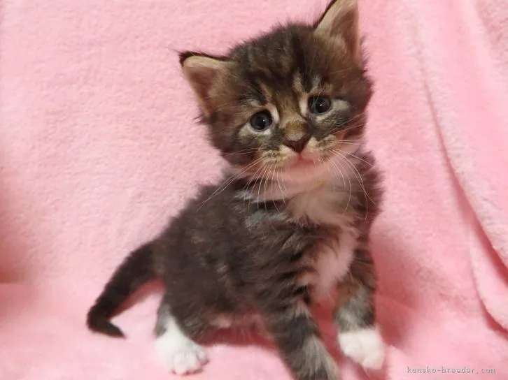 Chloe 様のお迎えした子猫