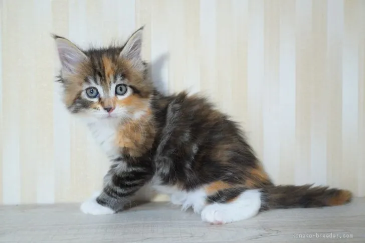 ID：2009-01204の子猫