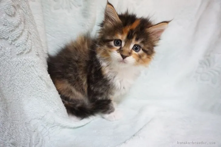 はるママ 様のお迎えした子猫