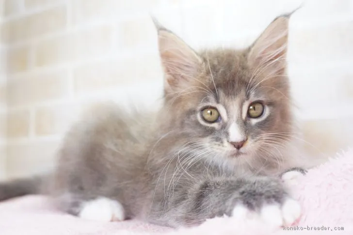 ID:1901-00876の子猫