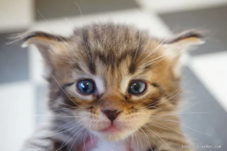 とら 様のお迎えした子猫