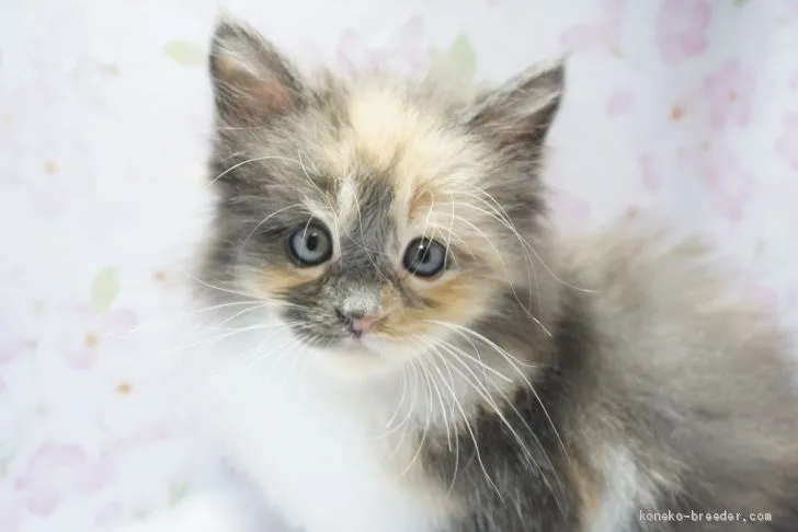 ID:1904-01506の子猫