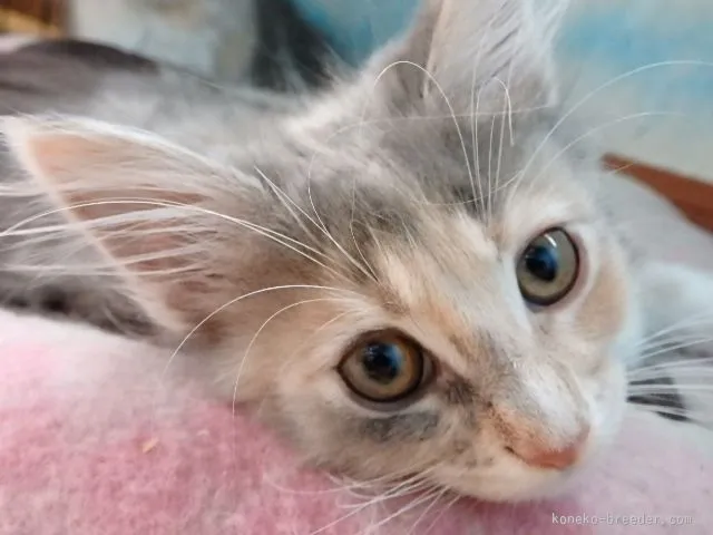 ID:1509-00314の子猫