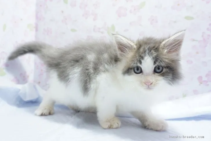 ID：1904-01504の子猫