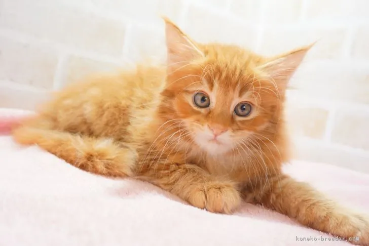 ID:1902-01272の子猫