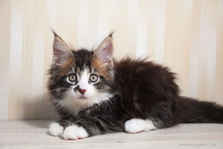 ID：2009-01235の子猫