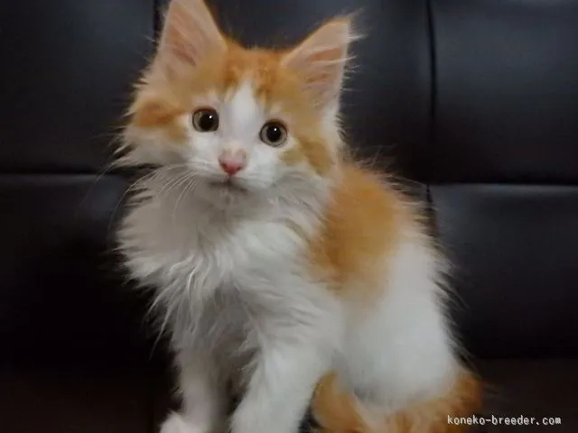 ID：1511-00038の子猫