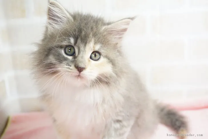 ID：1902-01276の子猫