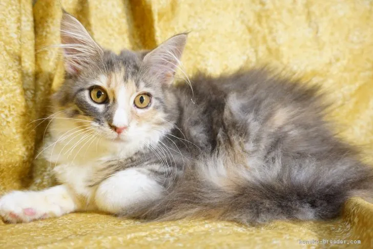 ID:1908-01103の子猫