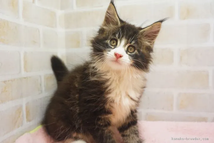ID:1808-01485の子猫
