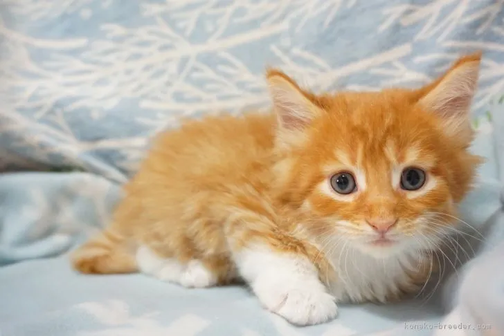 ID:1706-00604の子猫