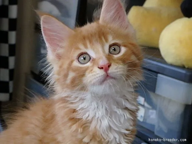 ID:1506-00589の子猫