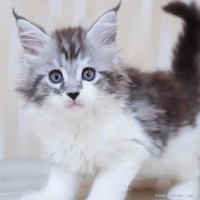 ID:2005-02565の子猫
