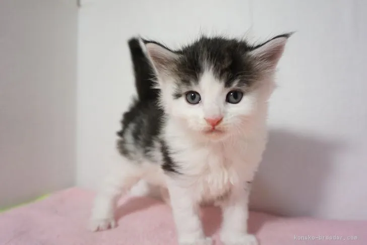 ID:1712-00217の子猫