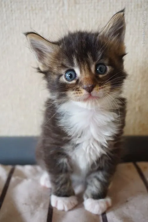 ID：1612-00027の子猫