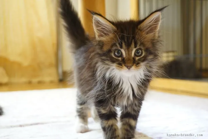 ID：1903-00794の子猫