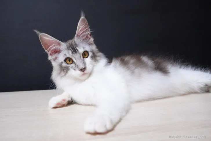 ID:2107-00578の子猫