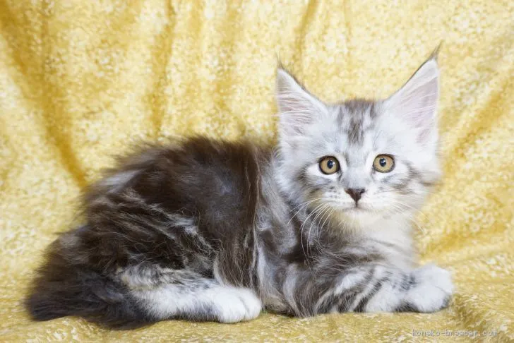 ID:1910-00719の子猫