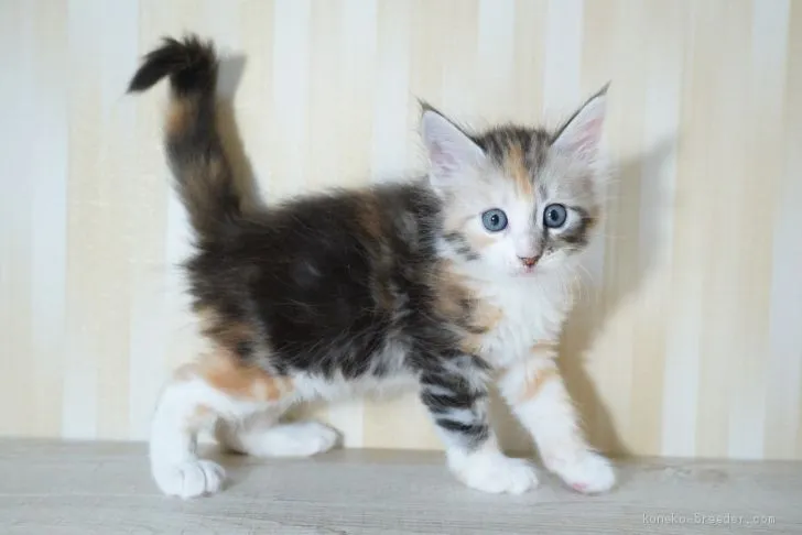 ID：2009-02063の子猫