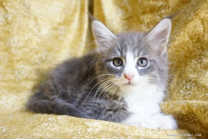 ID：1908-00556の子猫